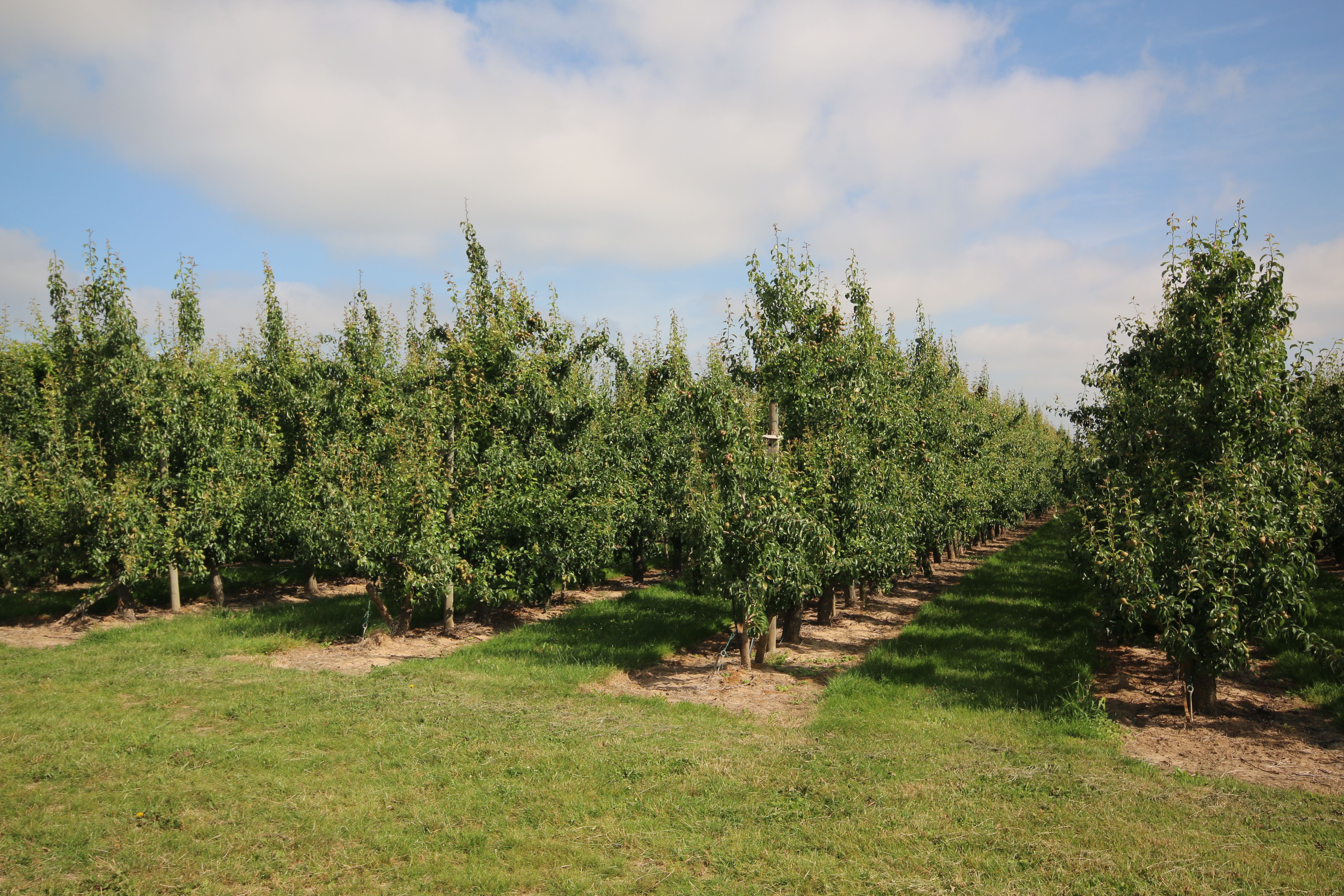 Texte Odoo et bloc d'image