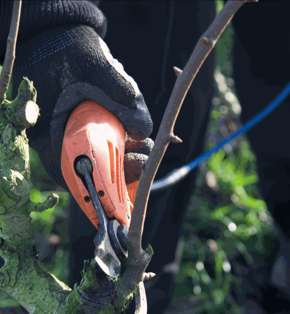 coupe au verger hiver 2 coupe au verger hiver 2
