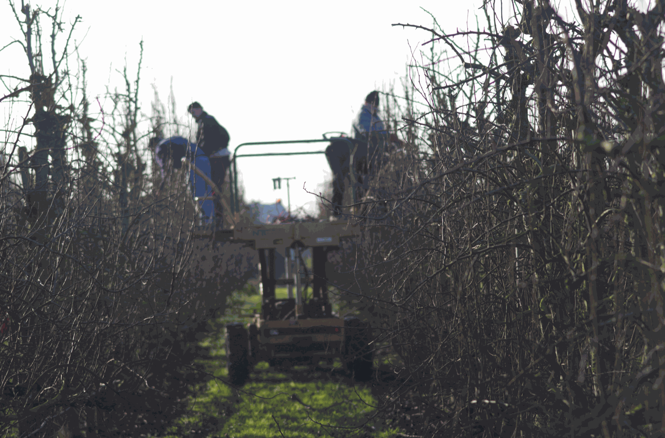 Coupe au verger hiver Coupe au verger hiver